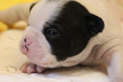 成約済の愛知県のフレンチブルドッグ-63622の27枚目