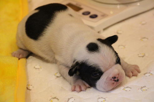 成約済の愛知県のフレンチブルドッグ-63622の26枚目