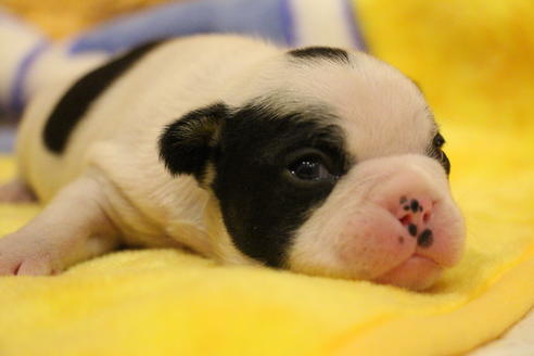 成約済の愛知県のフレンチブルドッグ-63622の25枚目