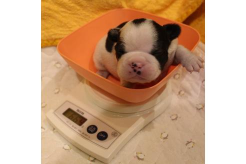 成約済の愛知県のフレンチブルドッグ-63622の24枚目