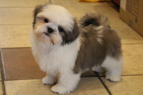 成約済の愛知県のシーズー-59823の16枚目