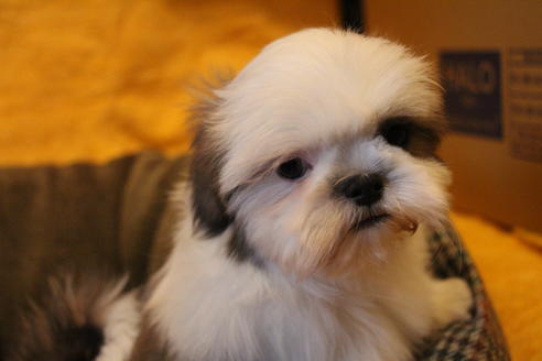 成約済の愛知県のシーズー-59823の15枚目