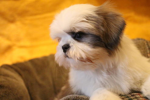 成約済の愛知県のシーズー-59823の14枚目