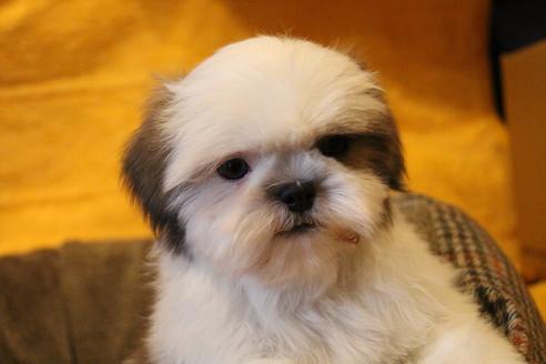 成約済の愛知県のシーズー-59823の13枚目