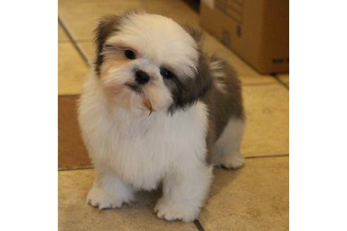 成約済の愛知県のシーズー-59823の12枚目