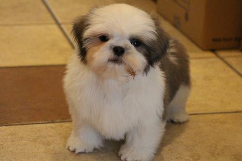 成約済の愛知県のシーズー-59823の11枚目