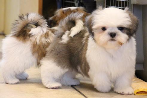 成約済の愛知県のシーズー-59823の10枚目