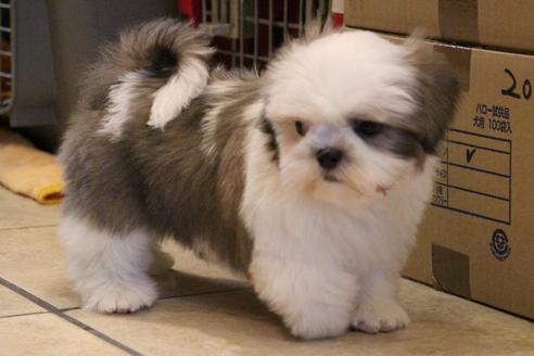 成約済の愛知県のシーズー-59823の9枚目