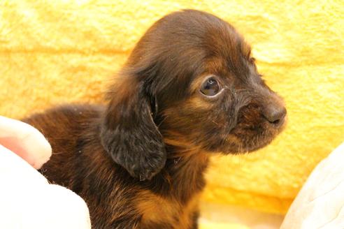 成約済の愛知県のカニンヘンダックスフンド(ロングヘアード)-62632の21枚目