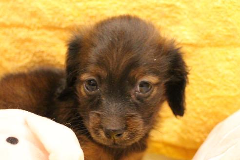 成約済の愛知県のカニンヘンダックスフンド(ロングヘアード)-62632の20枚目