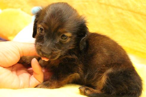 成約済の愛知県のカニンヘンダックスフンド(ロングヘアード)-62632の18枚目