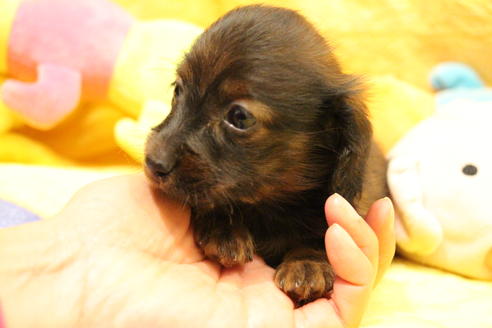 成約済の愛知県のカニンヘンダックスフンド(ロングヘアード)-62632の17枚目