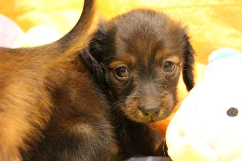 成約済の愛知県のカニンヘンダックスフンド(ロングヘアード)-62632の16枚目