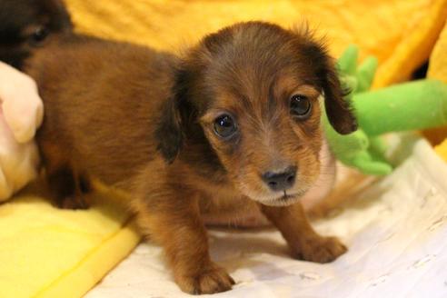 成約済の愛知県のカニンヘンダックスフンド(ロングヘアード)-62633の10枚目