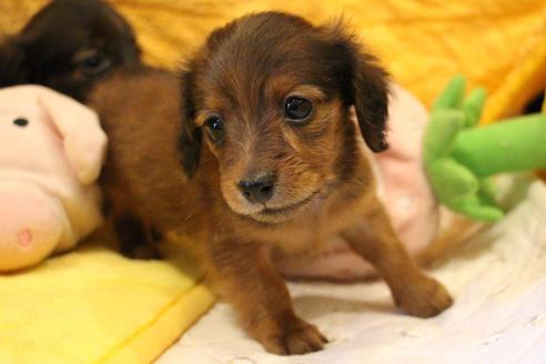 成約済の愛知県のカニンヘンダックスフンド(ロングヘアード)-62633の9枚目