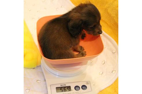 成約済の愛知県のカニンヘンダックスフンド(ロングヘアード)-62633の8枚目