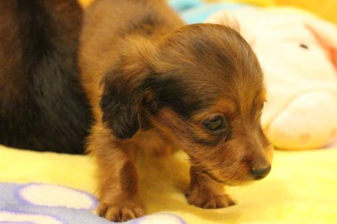 成約済の愛知県のカニンヘンダックスフンド(ロングヘアード)-62633の6枚目