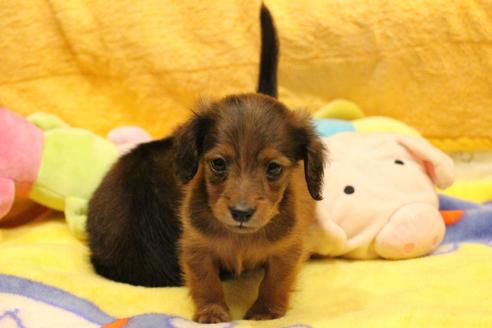 成約済の愛知県のカニンヘンダックスフンド(ロングヘアード)-62633の5枚目