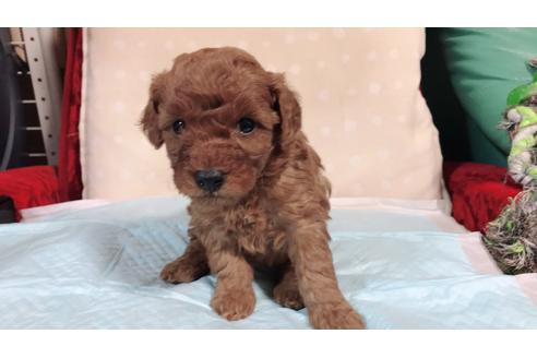 成約済の静岡県のトイプードル-64401の1枚目