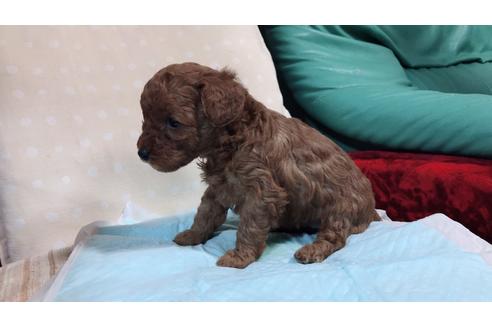 成約済の静岡県のトイプードル-64401の2枚目