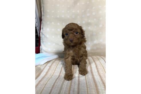 成約済の静岡県のトイプードル-64402の1枚目