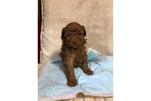 成約済の静岡県のトイプードル-64402の2枚目