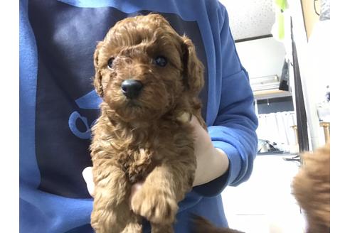 成約済の静岡県のトイプードル-64398の1枚目