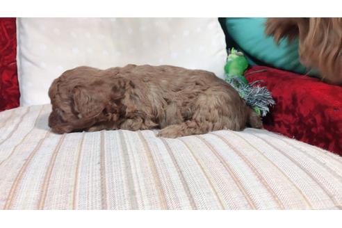 成約済の静岡県のトイプードル-64398の2枚目