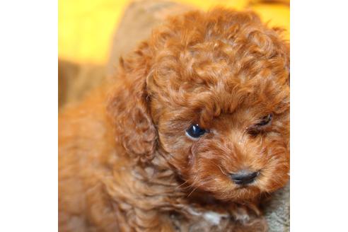 成約済の愛知県のトイプードル-61648の9枚目