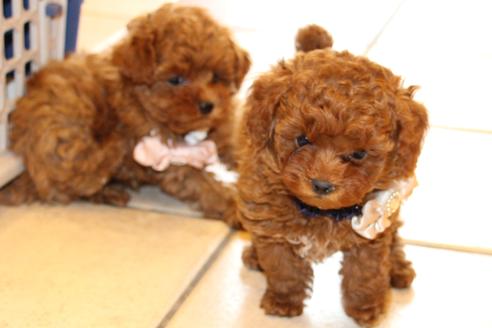 成約済の愛知県のトイプードル-61648の1枚目