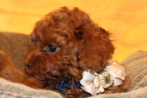 成約済の愛知県のトイプードル-61648の8枚目