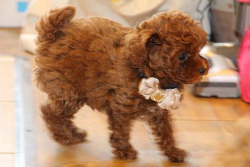 成約済の愛知県のトイプードル-61648の7枚目