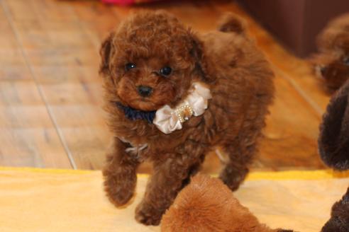 成約済の愛知県のトイプードル-61648の6枚目