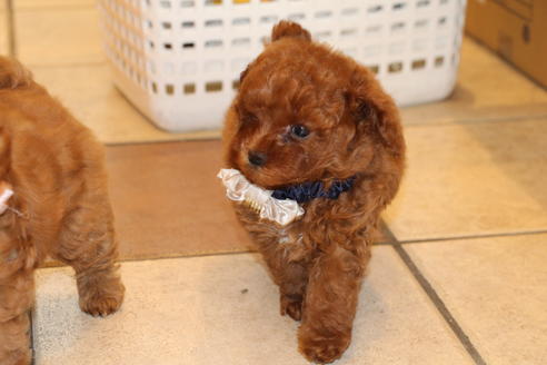 成約済の愛知県のトイプードル-61648の5枚目