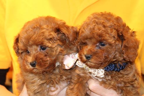 成約済の愛知県のトイプードル-61648の4枚目