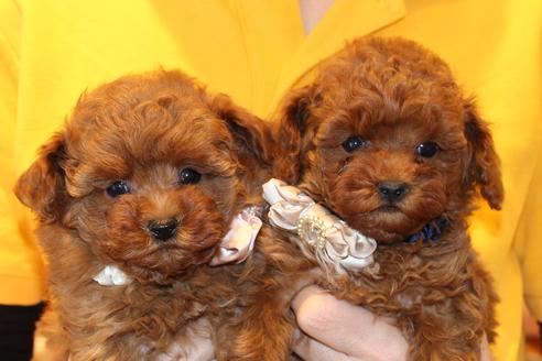 成約済の愛知県のトイプードル-61648の3枚目