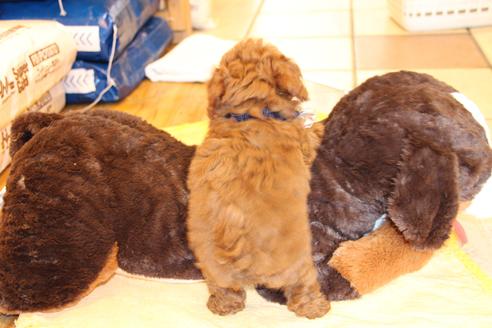 成約済の愛知県のトイプードル-61648の2枚目