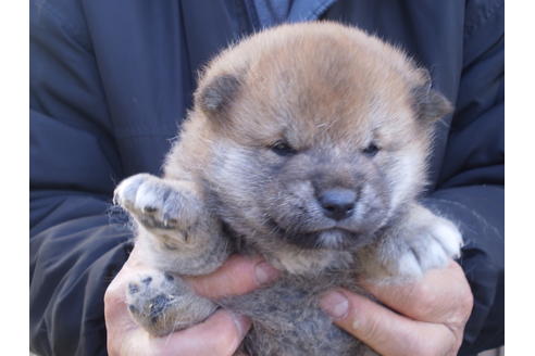 成約済の三重県の柴犬-64436の1枚目