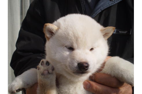 成約済の三重県の柴犬-64437の1枚目