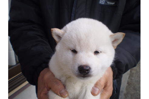 成約済の三重県の柴犬-64437の2枚目