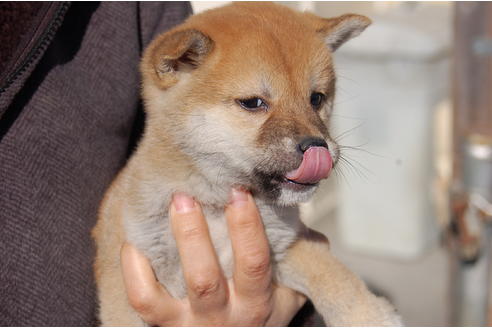 成約済の埼玉県の柴犬-63141の3枚目