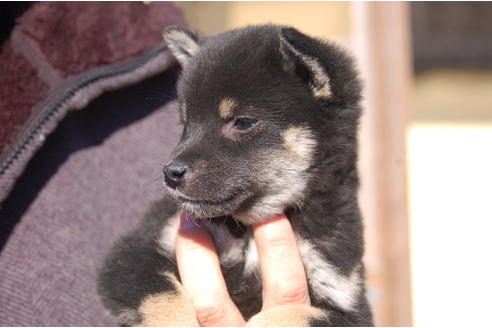 成約済の埼玉県の柴犬-63140の6枚目
