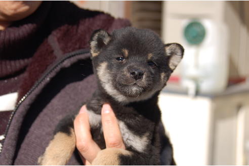 成約済の埼玉県の柴犬-63140の5枚目