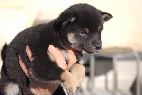 成約済の埼玉県の柴犬-63140の4枚目