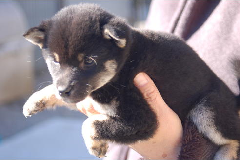 成約済の埼玉県の柴犬-63140の3枚目
