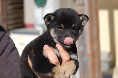 成約済の埼玉県の柴犬-63140の2枚目