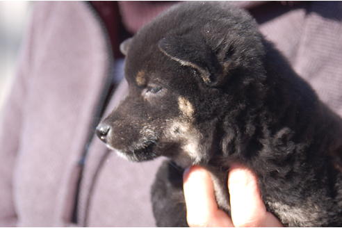 成約済の埼玉県の柴犬-63142の4枚目