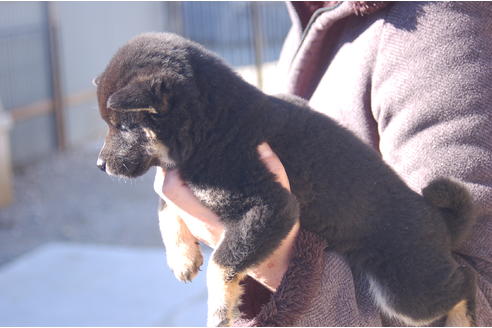 成約済の埼玉県の柴犬-63142の3枚目