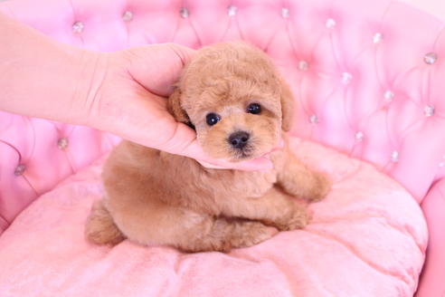 成約済の茨城県のティーカッププードル-64465の3枚目
