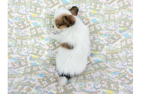 成約済の千葉県のパピヨン-63462の5枚目